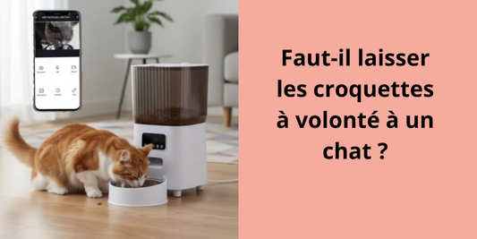 Faut-il laisser les croquettes à volonté à un chat ?