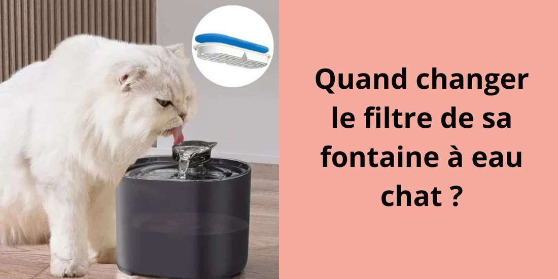 QUAND CHANGER LE FILTRE DE SA FONTAINE A EAU CHAT ?