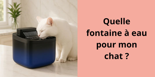 Quelle fontaine a eau pour mon chat ?
