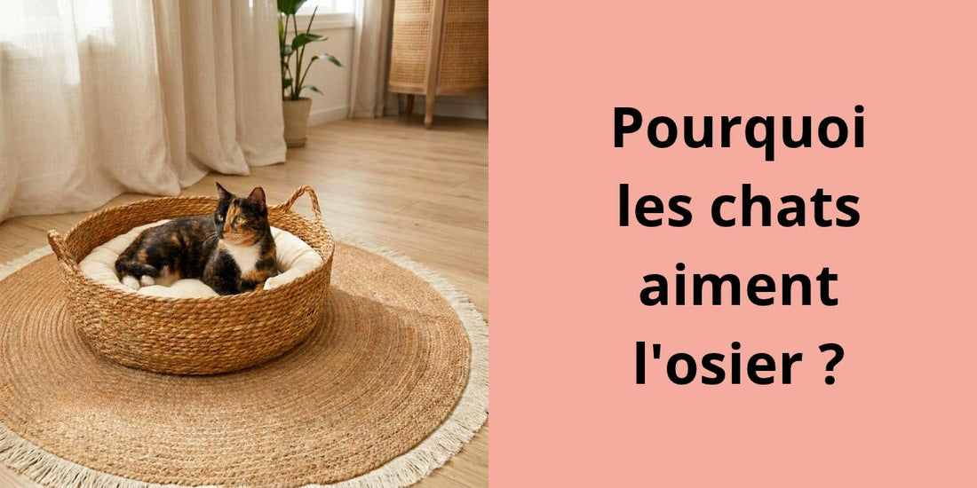 Chatte écaille de tortue installée sur un coussin clair dans un panier rond en osier, posé sur un tapis dans le salon.