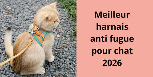harnais anti fugue pour chat
