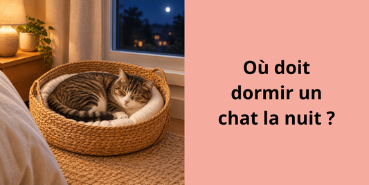 Chat endormi dans un panier en osier