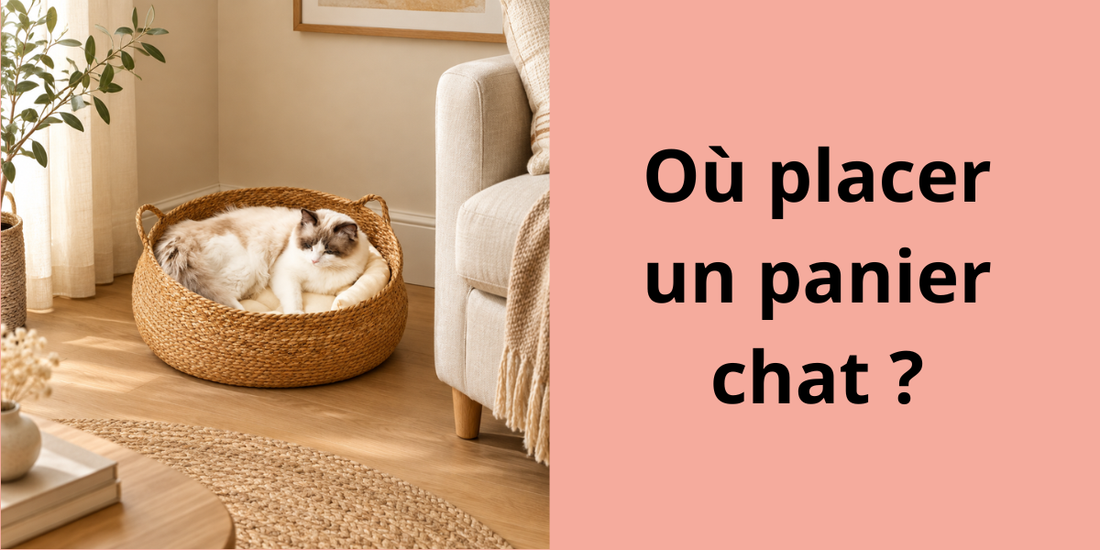 Chat dans un panier en osier placé dans un coin du salon, près du canapé