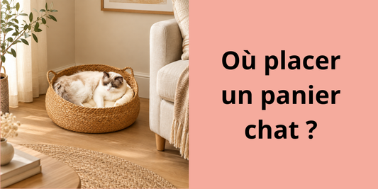 Chat dans un panier en osier placé dans un coin du salon, près du canapé