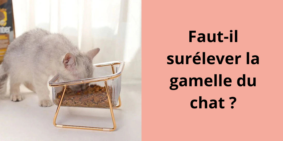 faut-il surélever la gamelle du chat ?