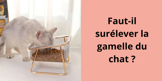 faut-il surélever la gamelle du chat ?