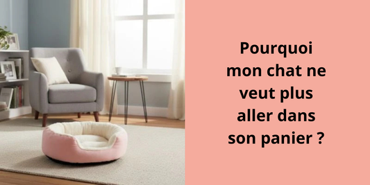 Pourquoi mon chat ne veut plus aller dans son panier ?