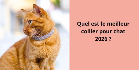 Quel est le meilleur collier pour chat 2026 ?