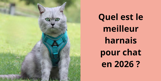 Quel est le meilleur harnais pour chat en 2026 ?