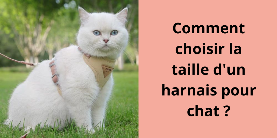 Comment choisir la taille d'un harnais pour chat ?