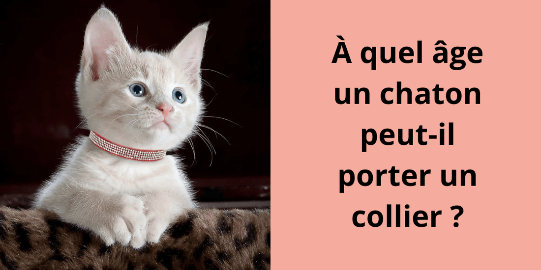À quel âge un chaton peut-il porter un collier ? - Leschamour