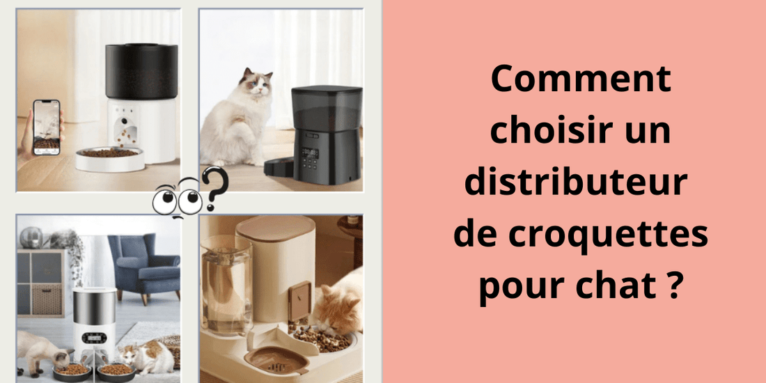 Comment choisir un distributeur de croquettes pour chat ? - Leschamour