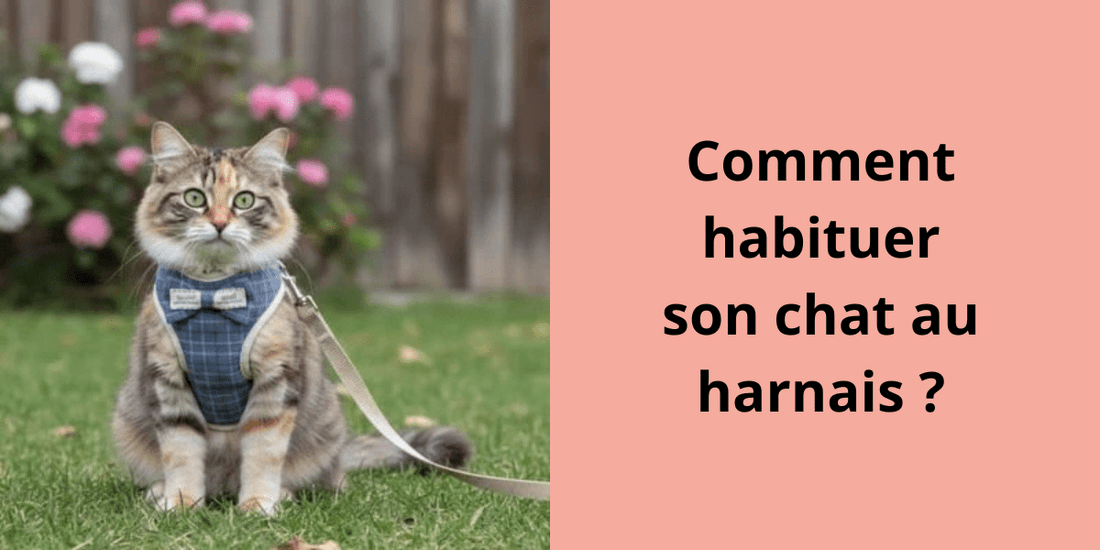 Comment habituer son chat au harnais ? - Leschamour