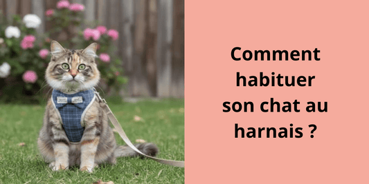 Comment habituer son chat au harnais ? - Leschamour