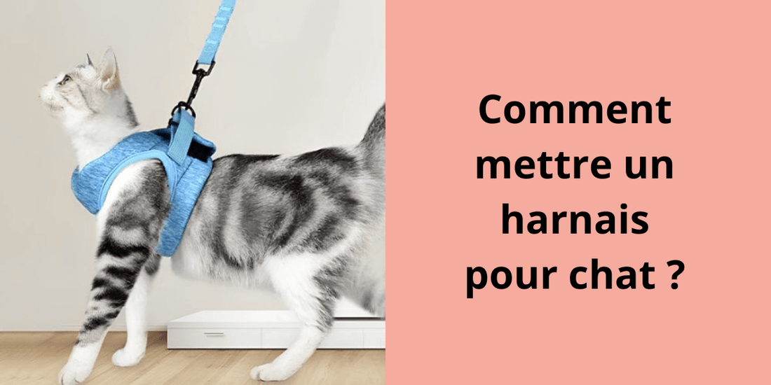 Comment mettre un harnais pour chat ? - Leschamour
