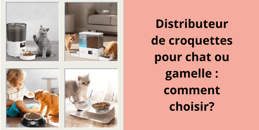 Distributeur de croquettes pour chat ou gamelle : comment choisir? - Leschamour