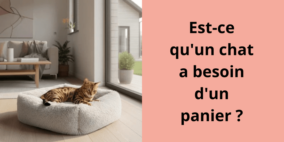 Est-ce qu'un chat a besoin d'un panier ? - Leschamour