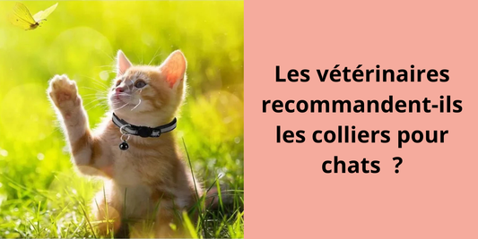 Les vétérinaires recommandent-ils les colliers pour chats  ? - Leschamour