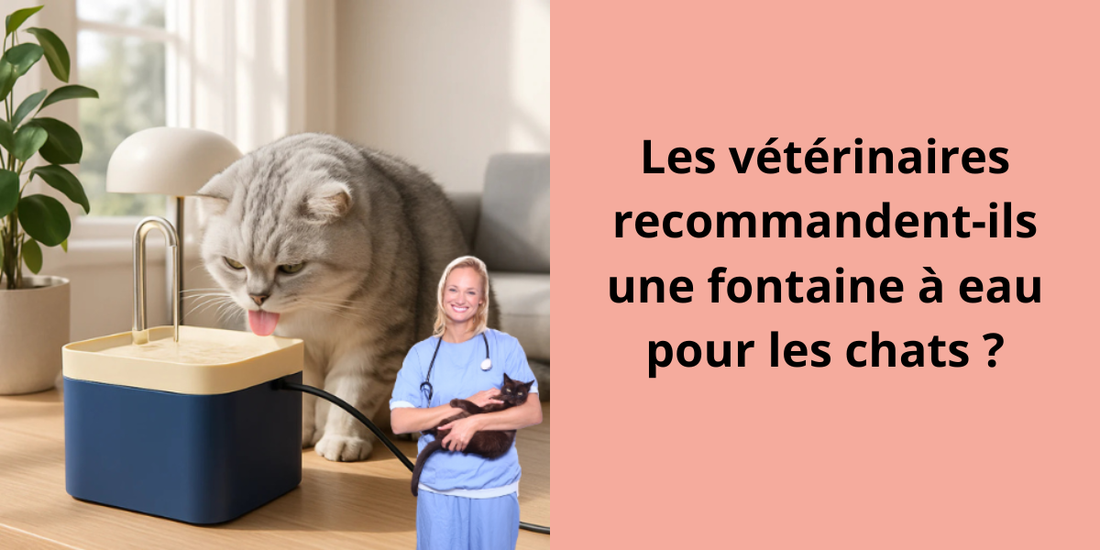 LES VÉTÉRINAIRES RECOMMANDENT-ILS UNE FONTAINE À EAU POUR LES CHATS ?