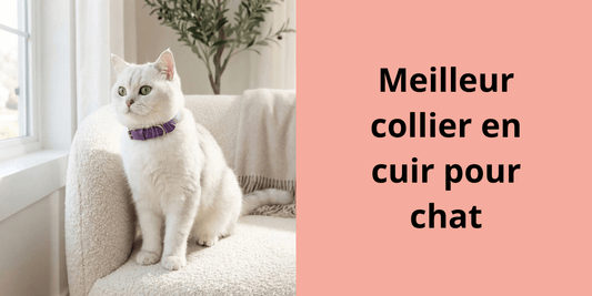 Meilleur collier en cuir pour chat - Leschamour