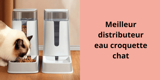 Meilleur distributeur eau croquette chat - Leschamour