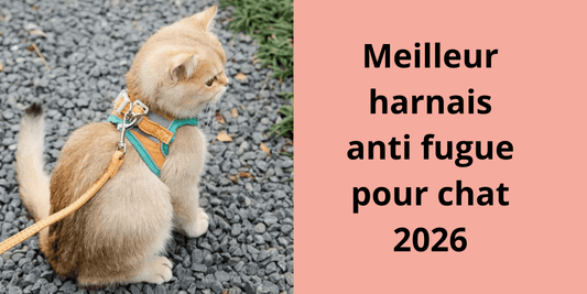 Meilleur harnais anti fugue pour chat 2026 - Leschamour