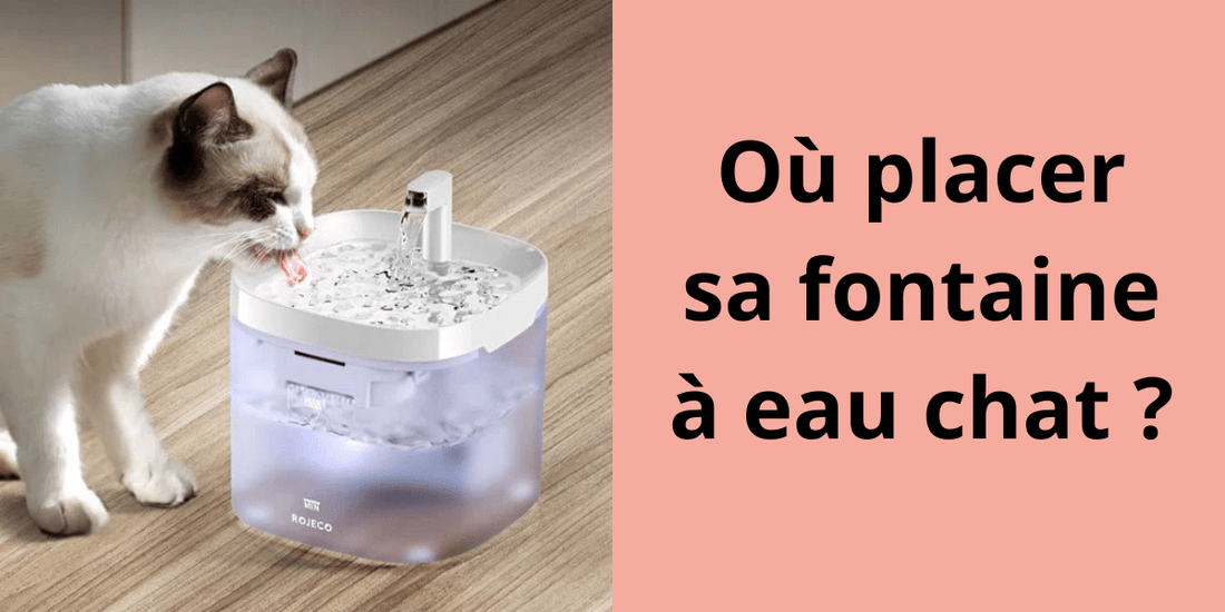 OU PLACER SA FONTAINE A EAU CHAT ? - Leschamour