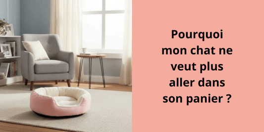 Pourquoi mon chat ne veut plus aller dans son panier ? - Leschamour