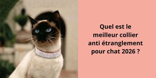 Quel est le meilleur collier anti étranglement pour chat 2026 ? - Leschamour