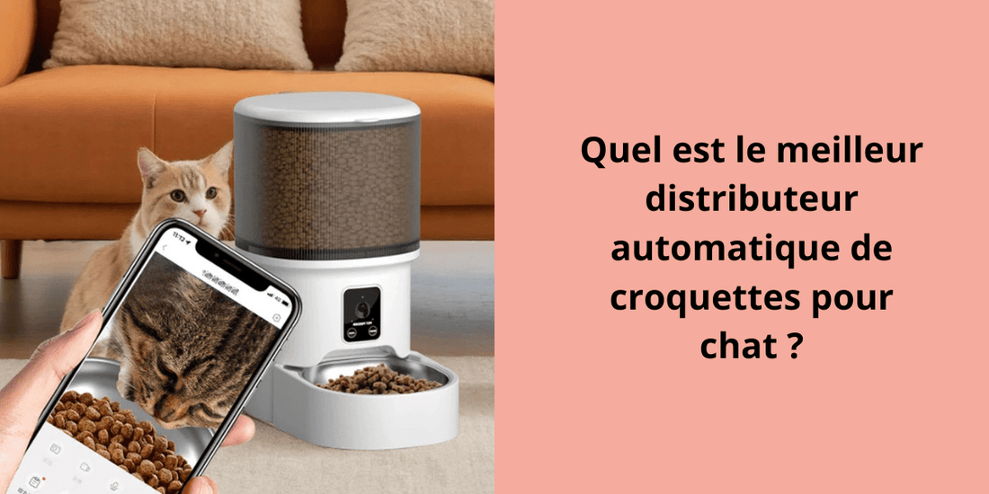 Quel est le meilleur distributeur automatique de croquettes pour chat ? - Leschamour