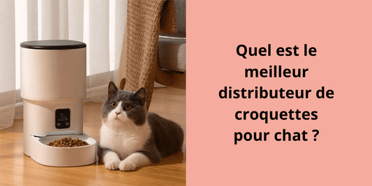 Quel est le meilleur distributeur de croquettes pour chat ? - Leschamour