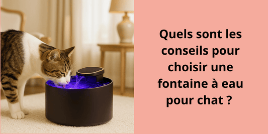 Quels sont les conseils pour choisir une fontaine à eau pour chat ? - Leschamour