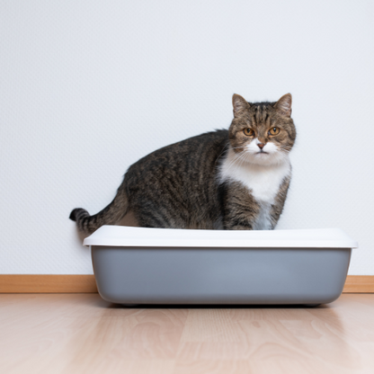 bac-à-litière-pour-chaton-anti-odeur