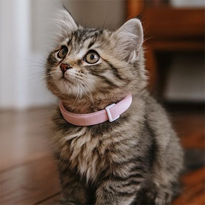 COLLIER ANTI ETRANGLEMENT CHATON | ELASTIQUE ET EXTENSIBLE - Leschamour