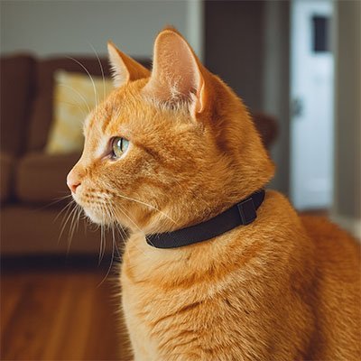 COLLIER ANTI ETRANGLEMENT CHATON | ELASTIQUE ET EXTENSIBLE - Leschamour