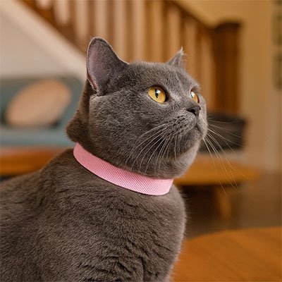 COLLIER ANTI ETRANGLEMENT CHATON | ELASTIQUE ET EXTENSIBLE - Leschamour