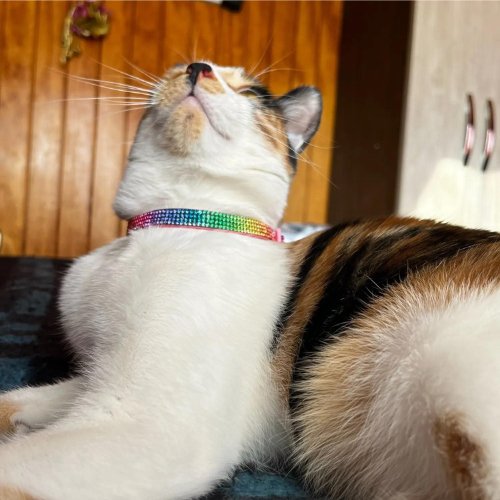 COLLIER ANTI ETRANGLEMENT POUR CHAT | MULTICOLORCAT™ - Leschamour