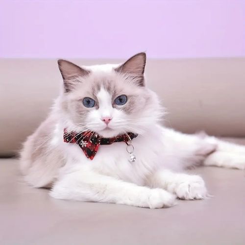 COLLIER ANTI ETRANGLEMENT POUR CHAT | NOEL - Leschamour