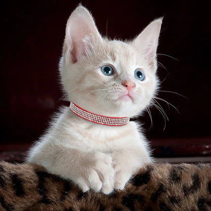 COLLIER ANTI ETRANGLEMENT POUR CHATON | STRASSCAT™ - Leschamour