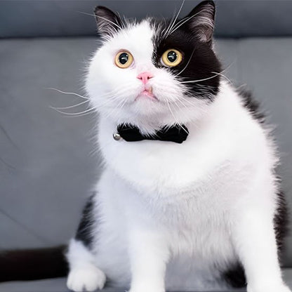 Collier chat anti étranglement en velours avec nœud papillon noir