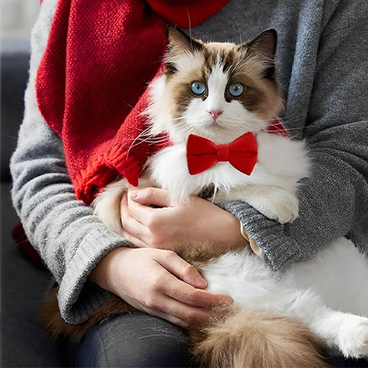 Collier chat anti étranglement en velours avec nœud papillon rouge