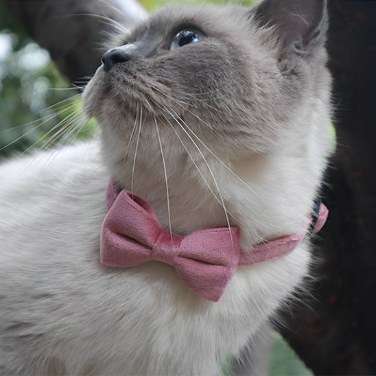 COLLIER CHAT ANTI ETRANGLEMENT | EN VELOURS ROSE - Leschamour