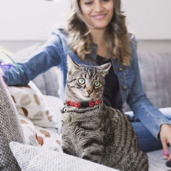 COLLIER CHAT ANTI ÉTRANGLEMENT | ÉTOILES ET LUNES - Leschamour
