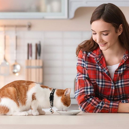 COLLIER CHAT ANTI ÉTRANGLEMENT | ÉTOILES ET LUNES - Leschamour