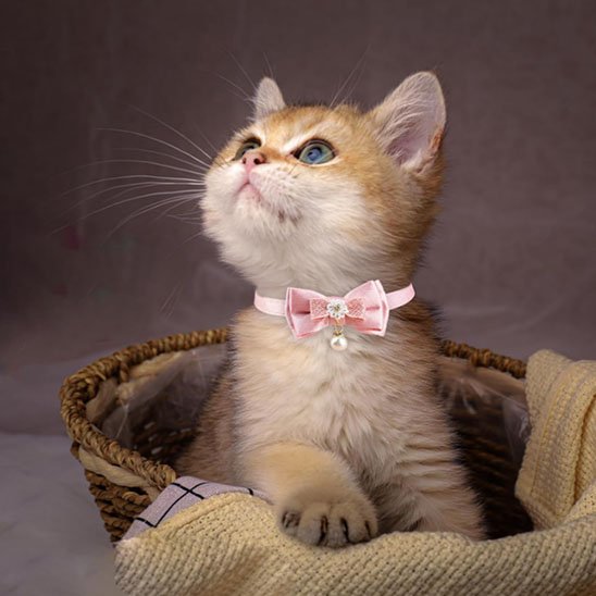 Collier chat anti étranglement nœud papillon rose chic