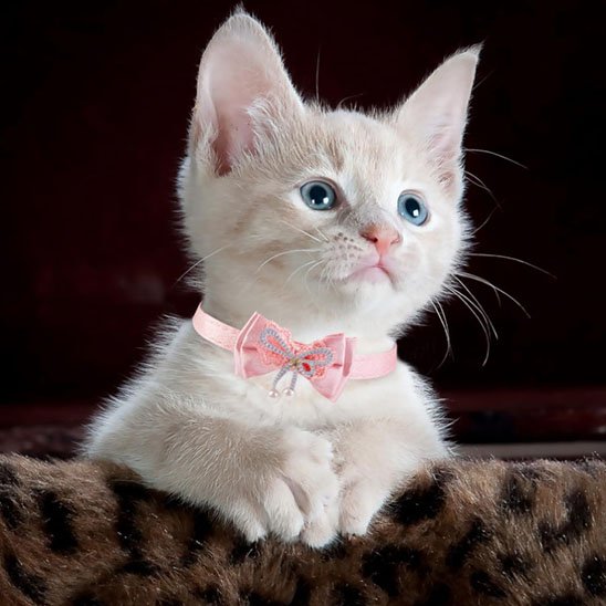 Collier chat anti étranglement nœud papillon rose élégant