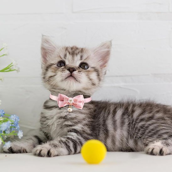 Collier chat anti étranglement nœud papillon rose réglable