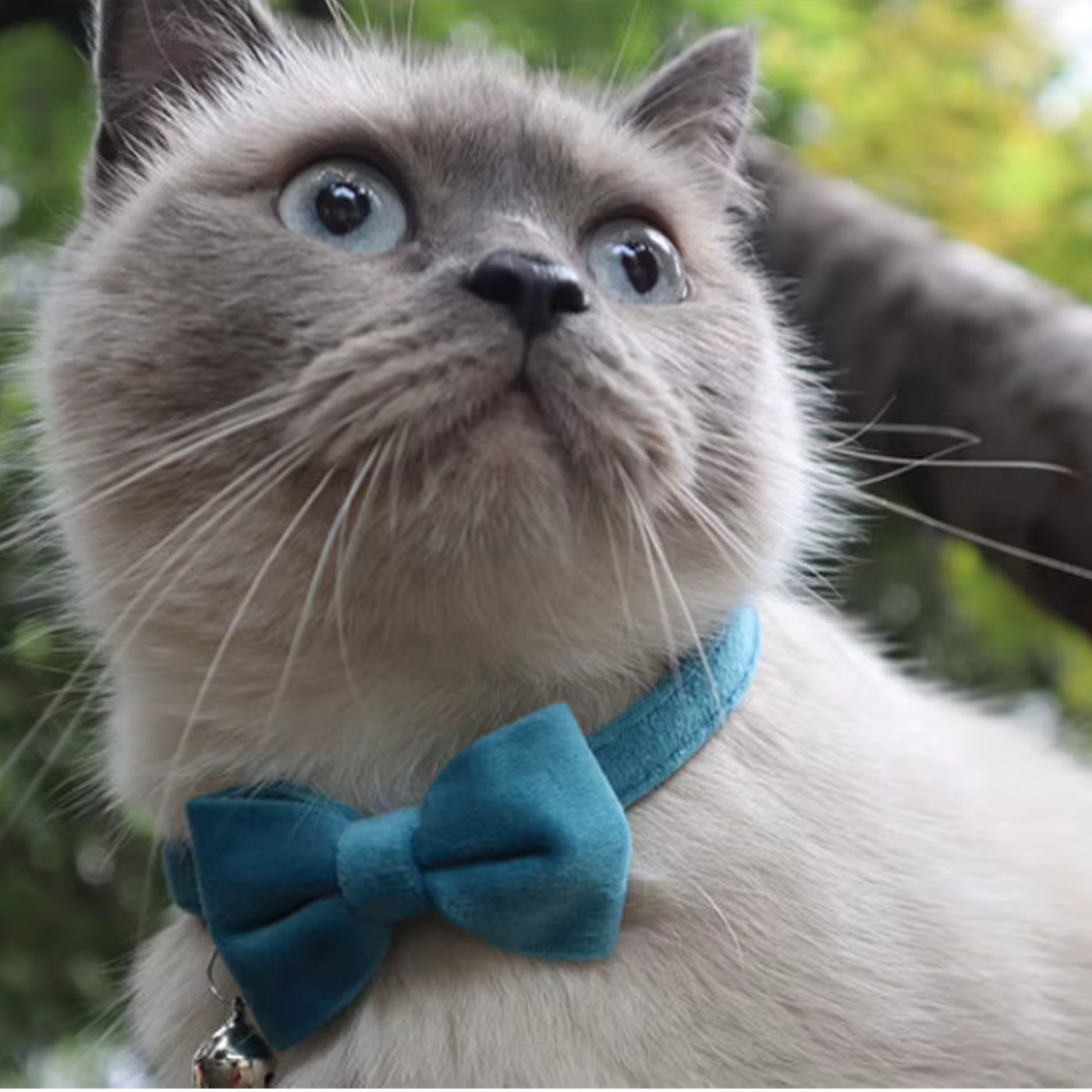 Collier chat anti etranglement noeud papillon