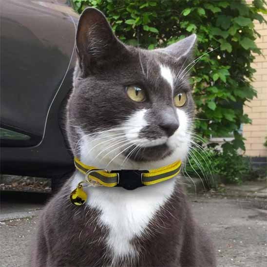 COLLIER CHAT ANTI ÉTRANGLEMENT | RÉFLÉCHISSANT - Leschamour