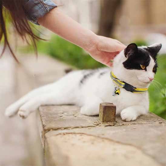 COLLIER CHAT ANTI ÉTRANGLEMENT | RÉFLÉCHISSANT - Leschamour
